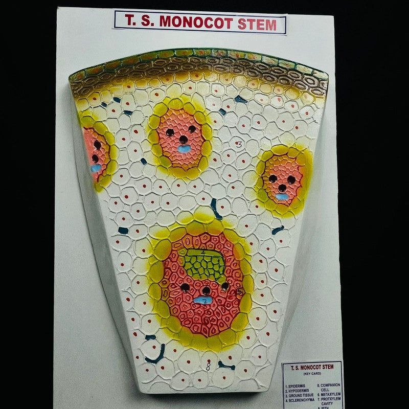 T.S. Monocot Stem