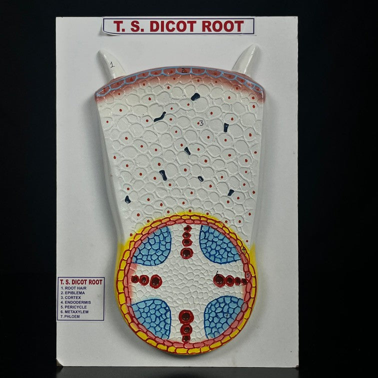 Model TS Dicot Root