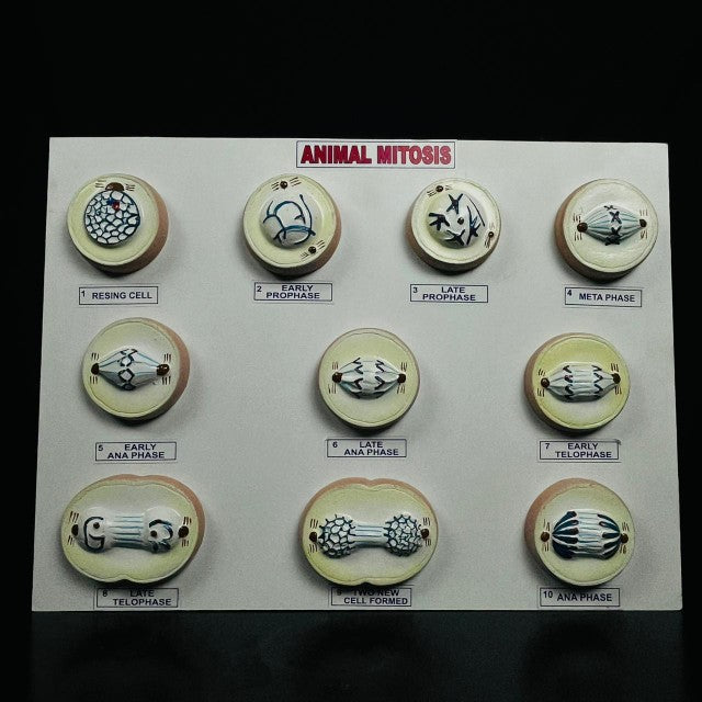 Model Mitosis