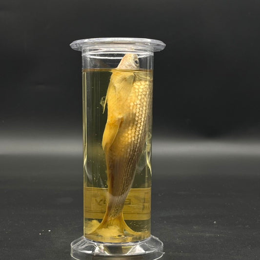 Bony Fish Specimen