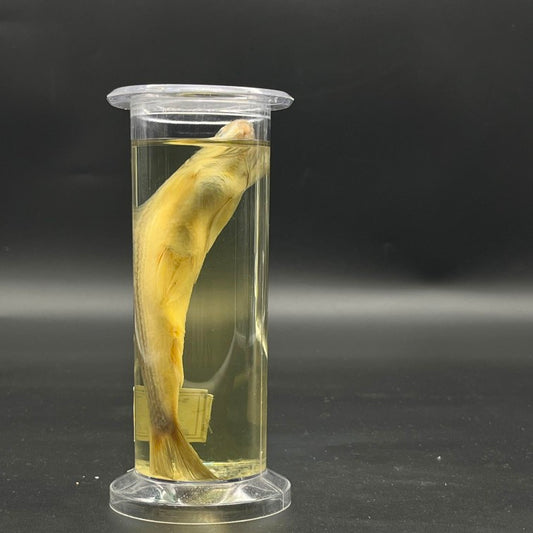 Rohu Fish Specimen