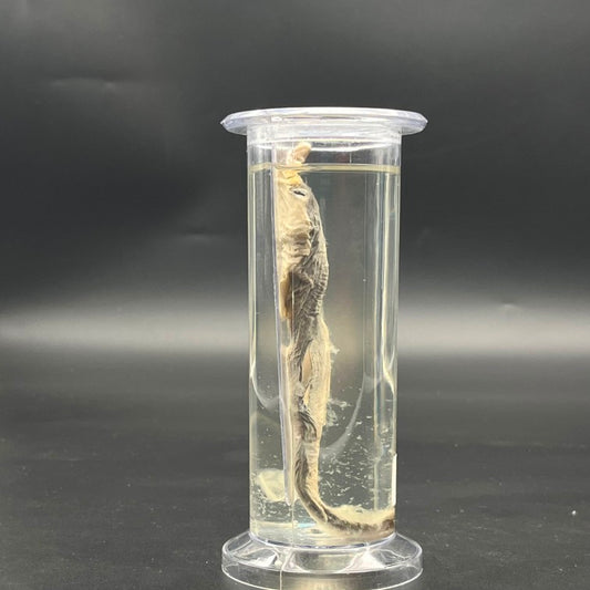 Shark Specimen