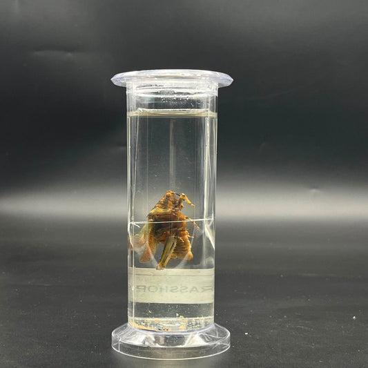 Grass Hopper Specimen