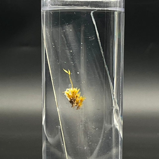 Moss Specimen
