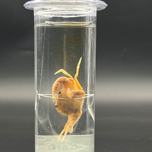 Carb Specimen