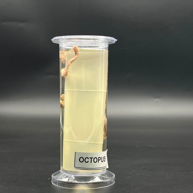 Octopus Specimen