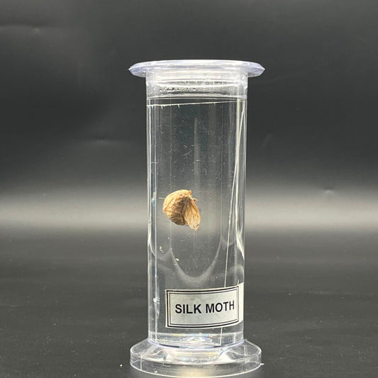 Silk Moth Specimen