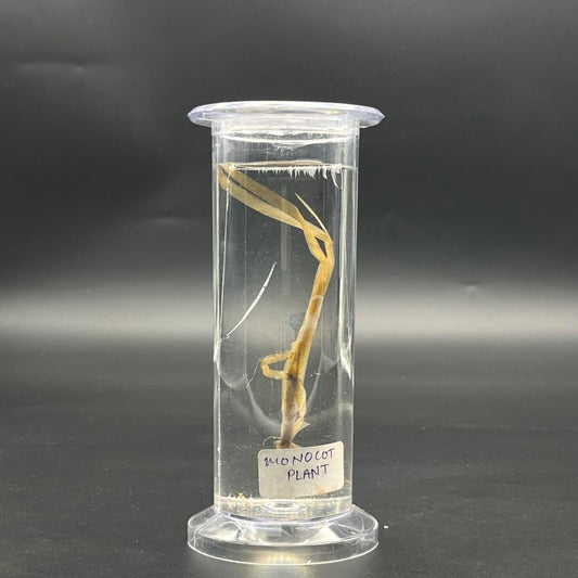 Specimen Monocot Plant