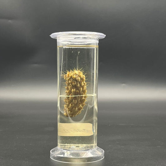 Cactus Specimen