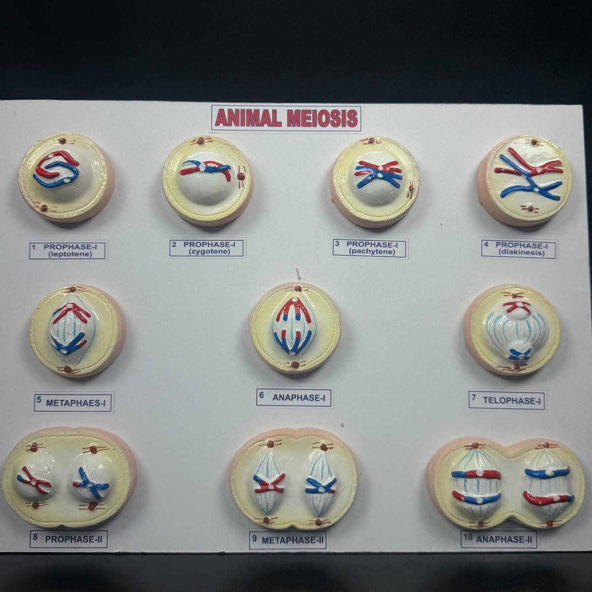 Models Meiosis