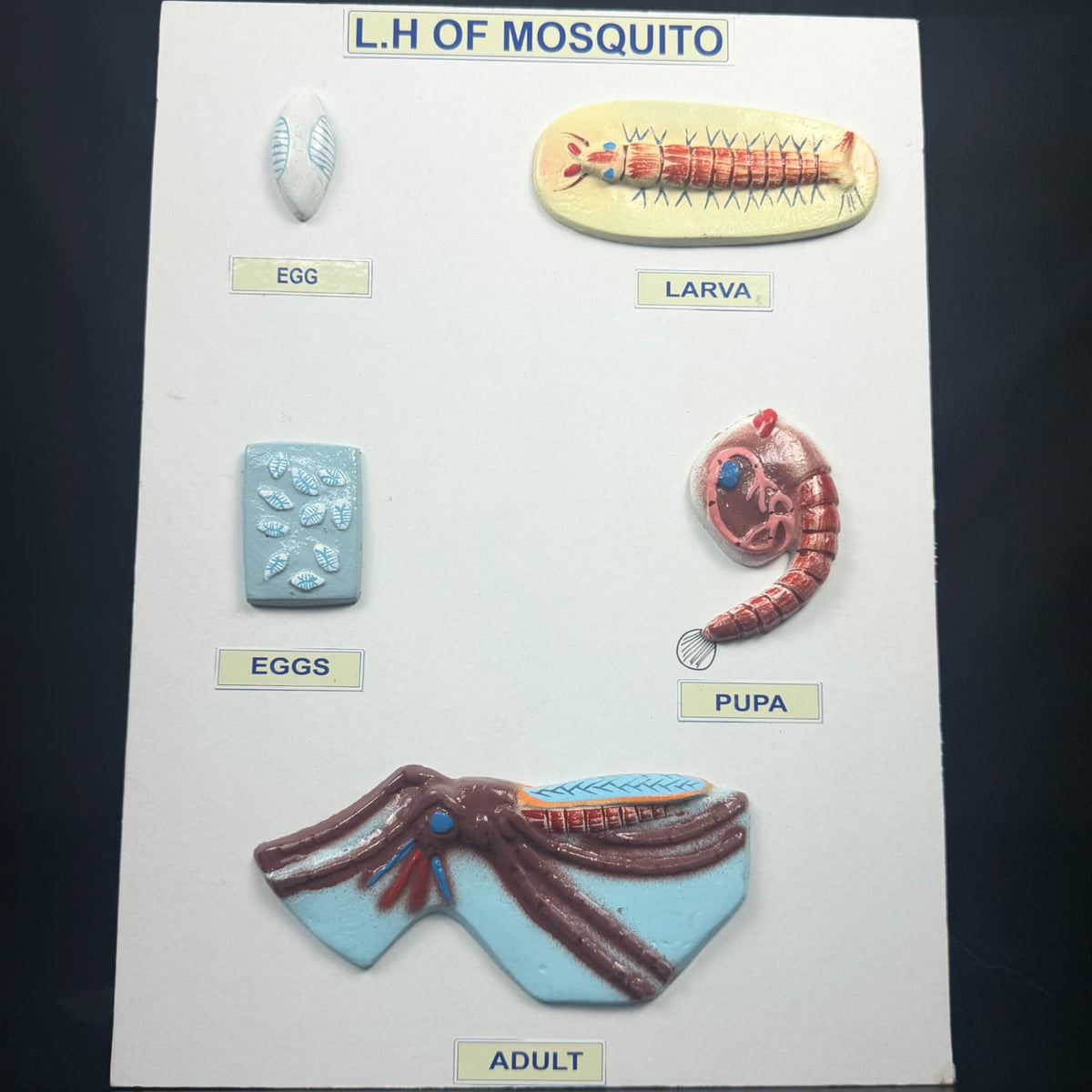 Model Life Cycle Of Mosquito