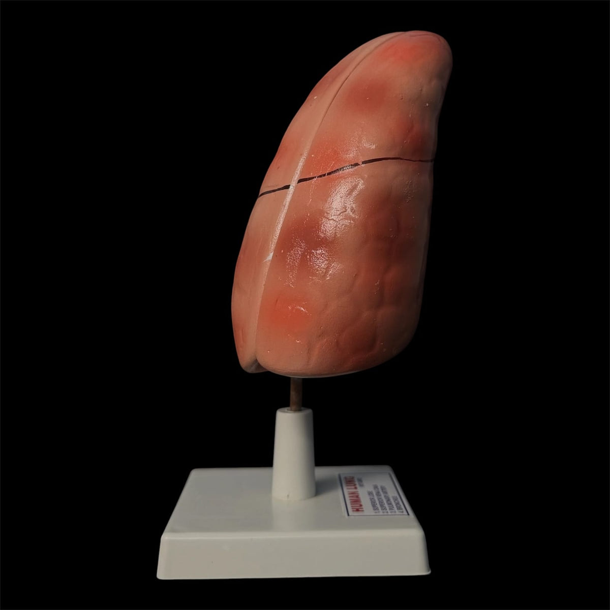 Human Lung On Board