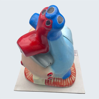 Model Human Heart