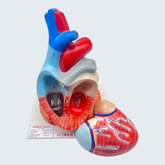 Model Human Heart