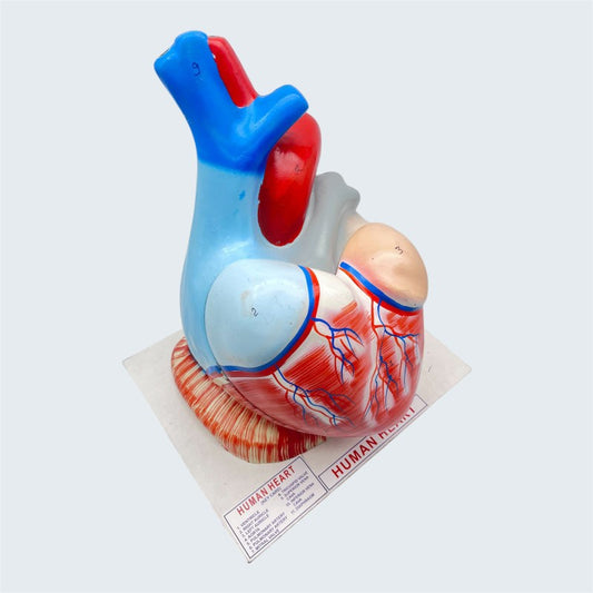 Model Human Heart