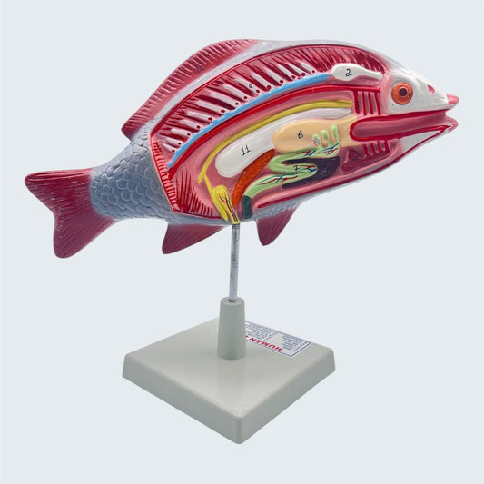 Model Fish Dissection Model