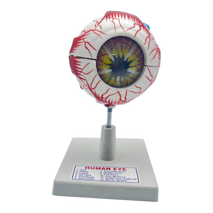 Model Human Eye Model