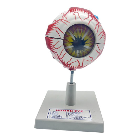 Model Human Eye Model