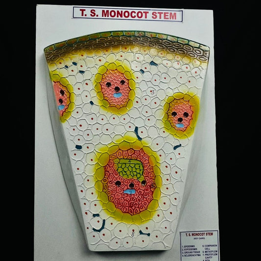 T.S. Monocot Stem