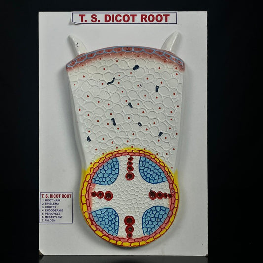 Model TS Dicot Root