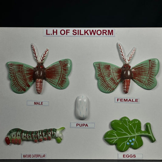Model Life History Model L.H Of Silkworm