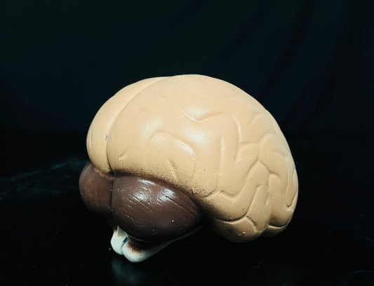 Model human Brain