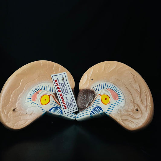 Model human Brain