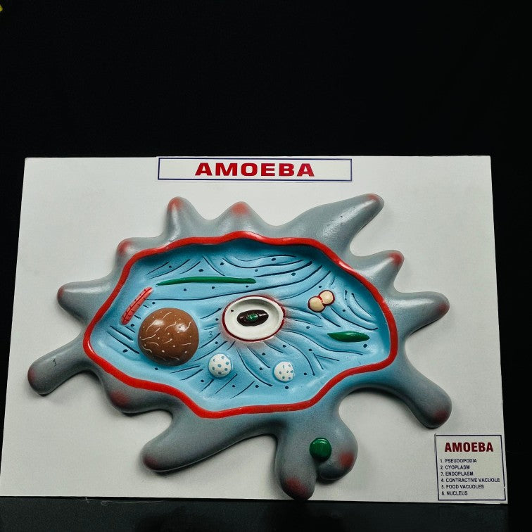 Model Amoeba