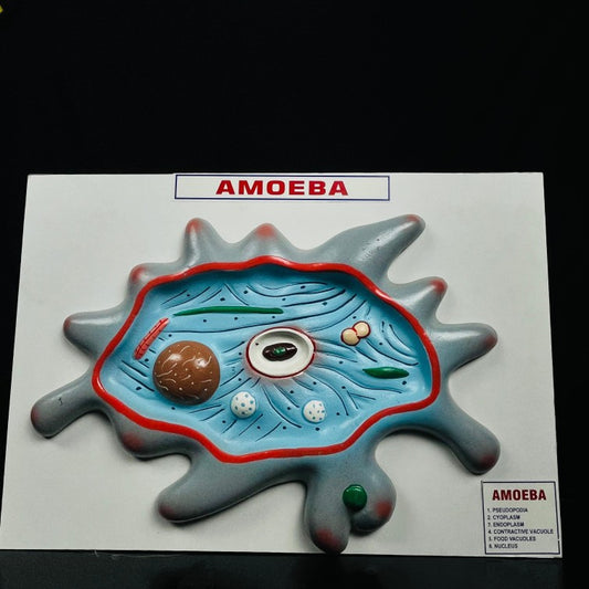Model Amoeba