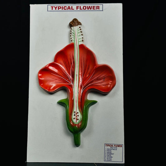 Model Typical Flower