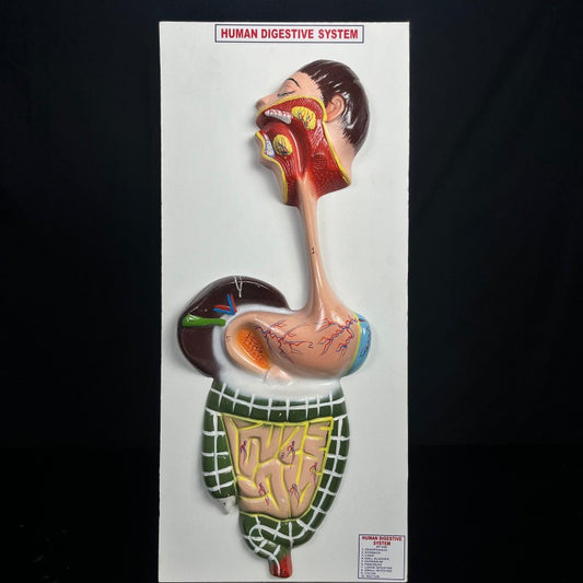 Model Human Digestive System