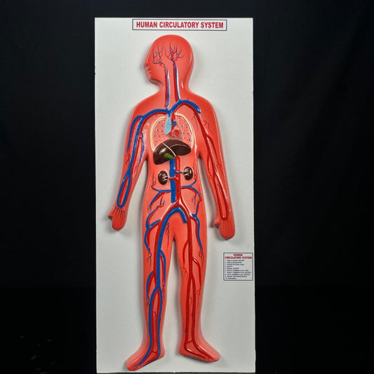 Model Human Blood Circulatory System