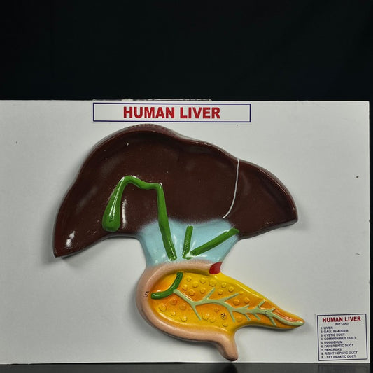 Model Human Liver On Board