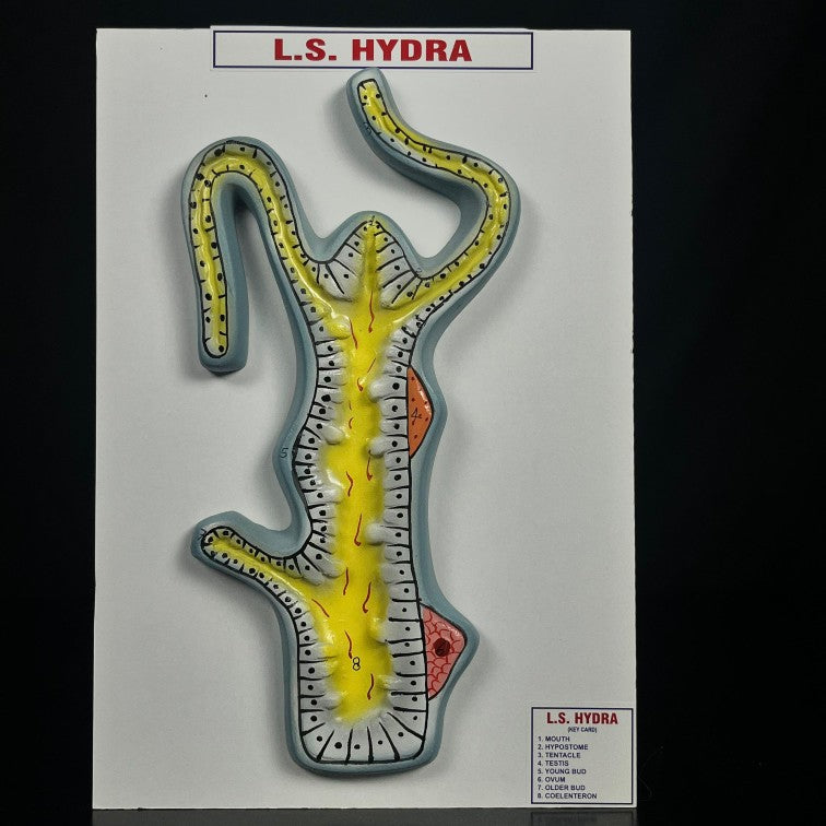 Model Hydra