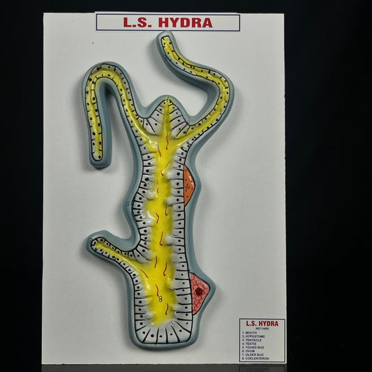 Model Hydra