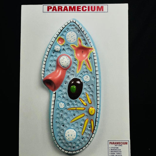 Model Paramecium Model