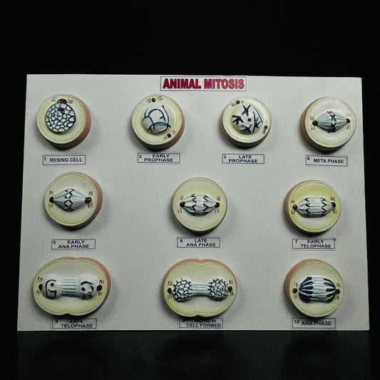 Model Mitosis