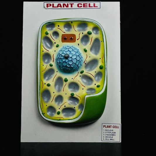 Model Plant Cell