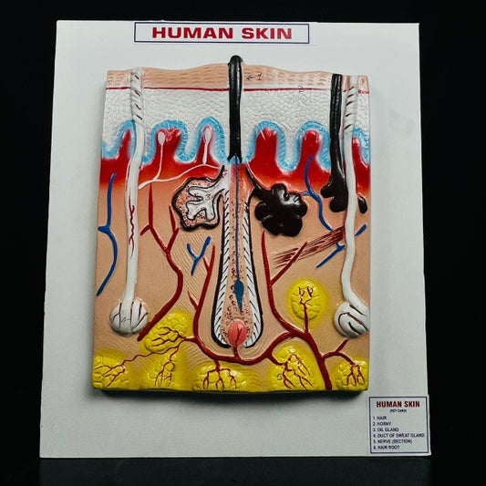 Model Human Skin