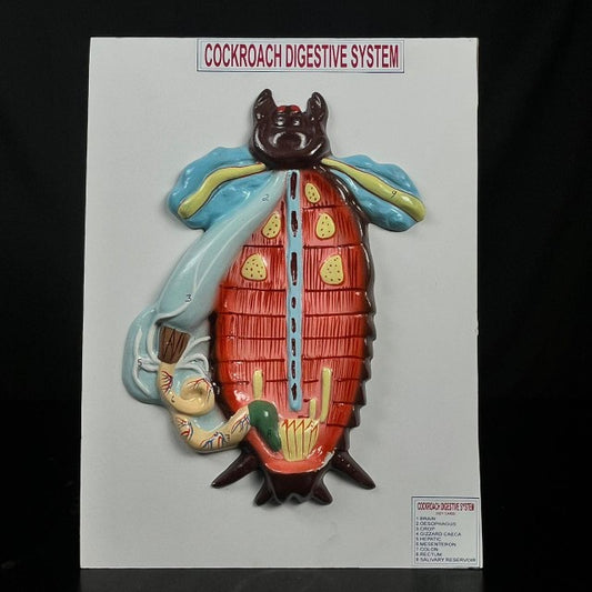 Model Cockroach Digestive system