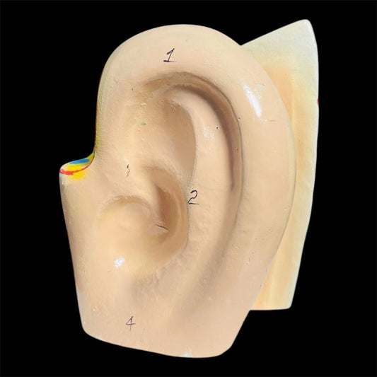 Model Human Ear
