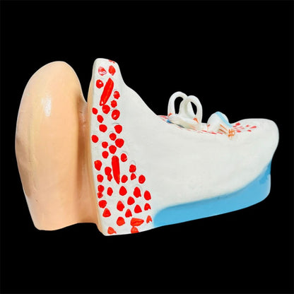 Model Human Ear
