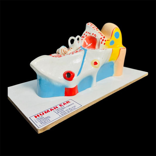 Model Human Ear