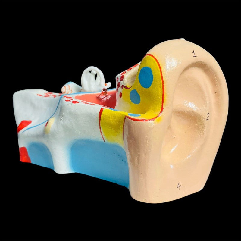 Model Human Ear