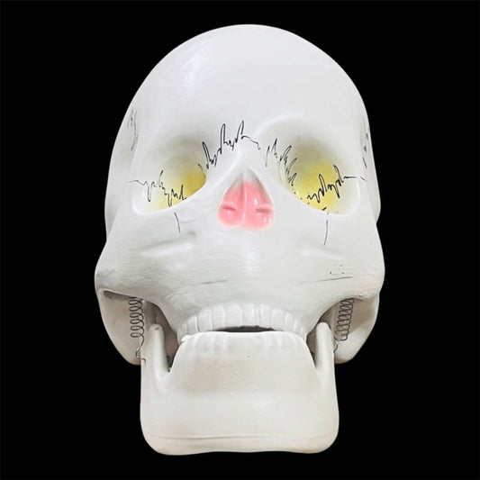 Model Human Skull