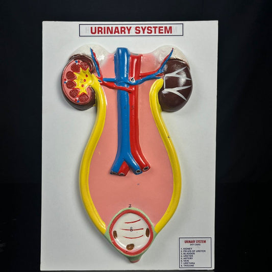 Model Human Urinary