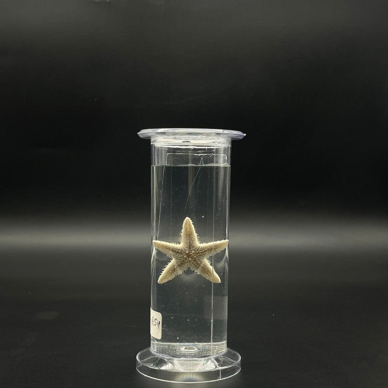 Star Fish Specimen
