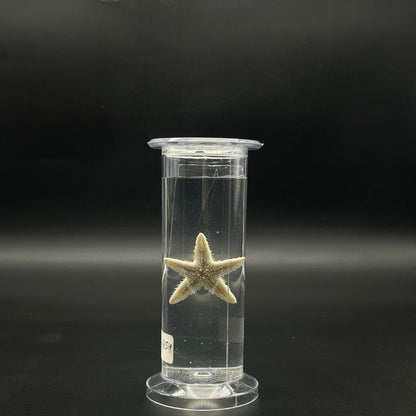 Star Fish Specimen