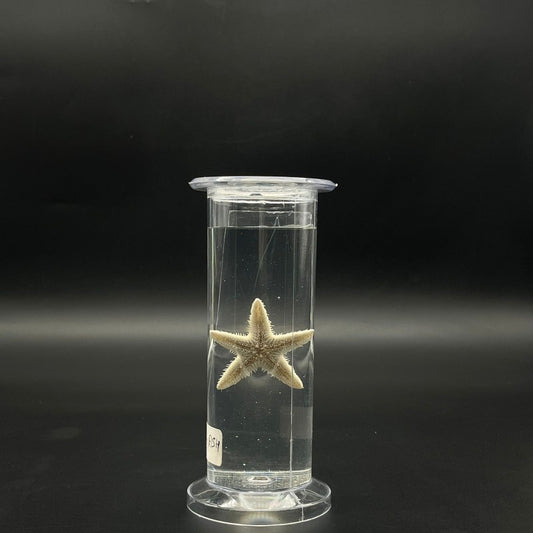 Star Fish Specimen