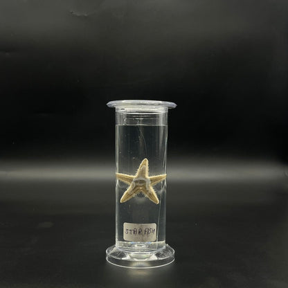 Star Fish Specimen